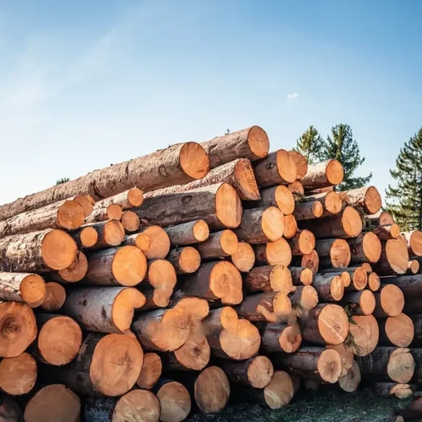 Stammholz Nadelholz – LKW-Ladung flexibel